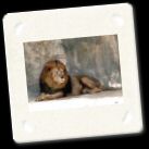 Lion.jpg